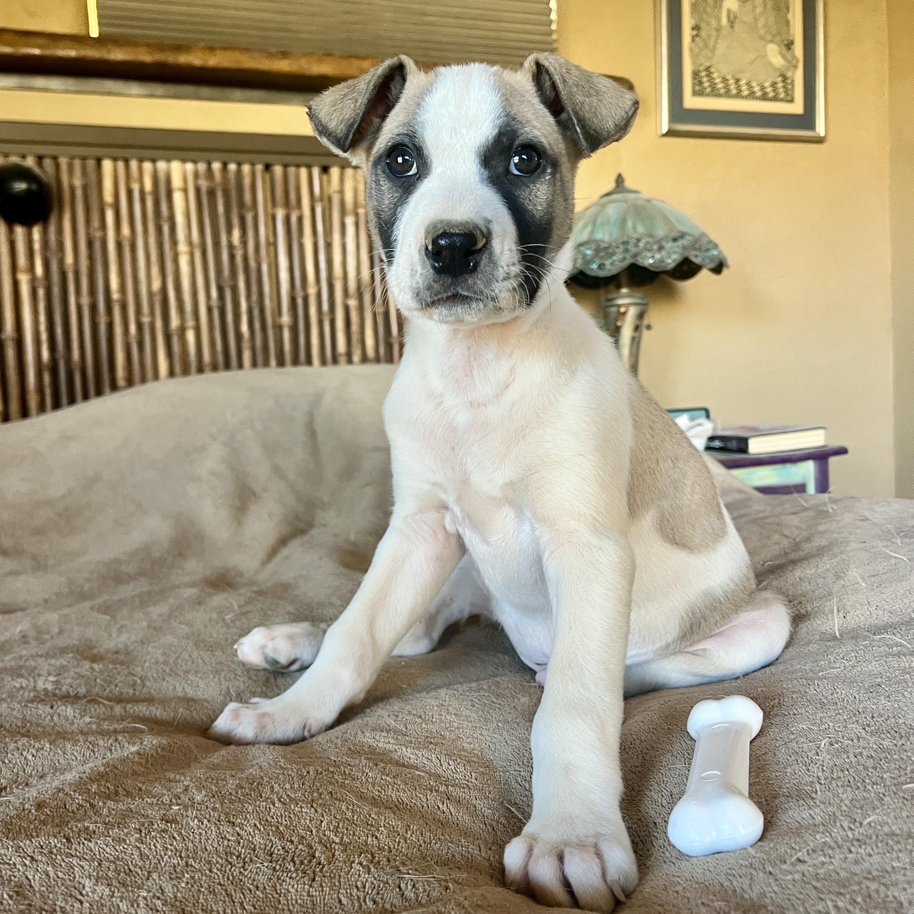 Enlarge Fillmore, a ADOPTABLE mixed breed in Marfa, TX image 3/5