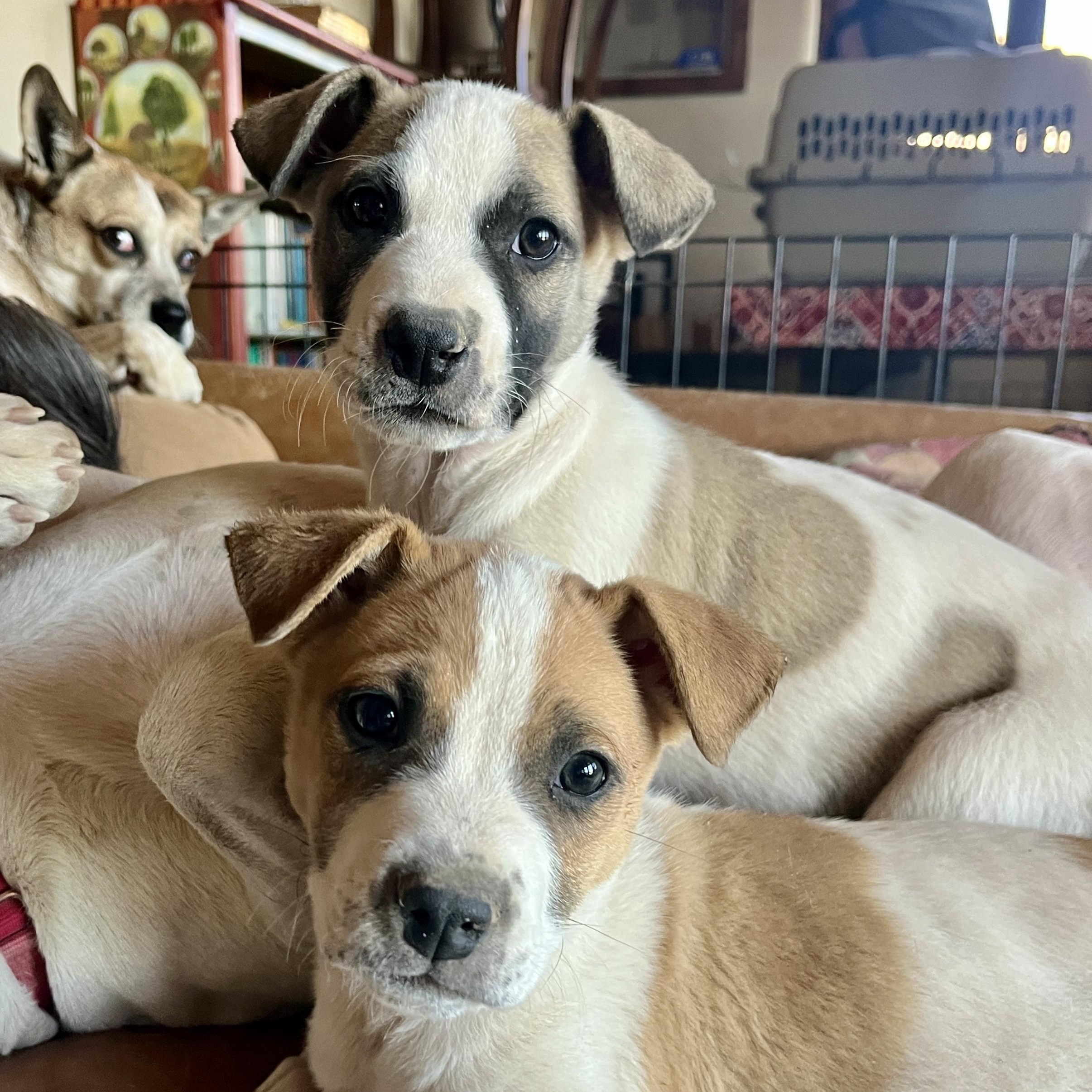 Enlarge Fillmore, a ADOPTABLE mixed breed in Marfa, TX image 5/5