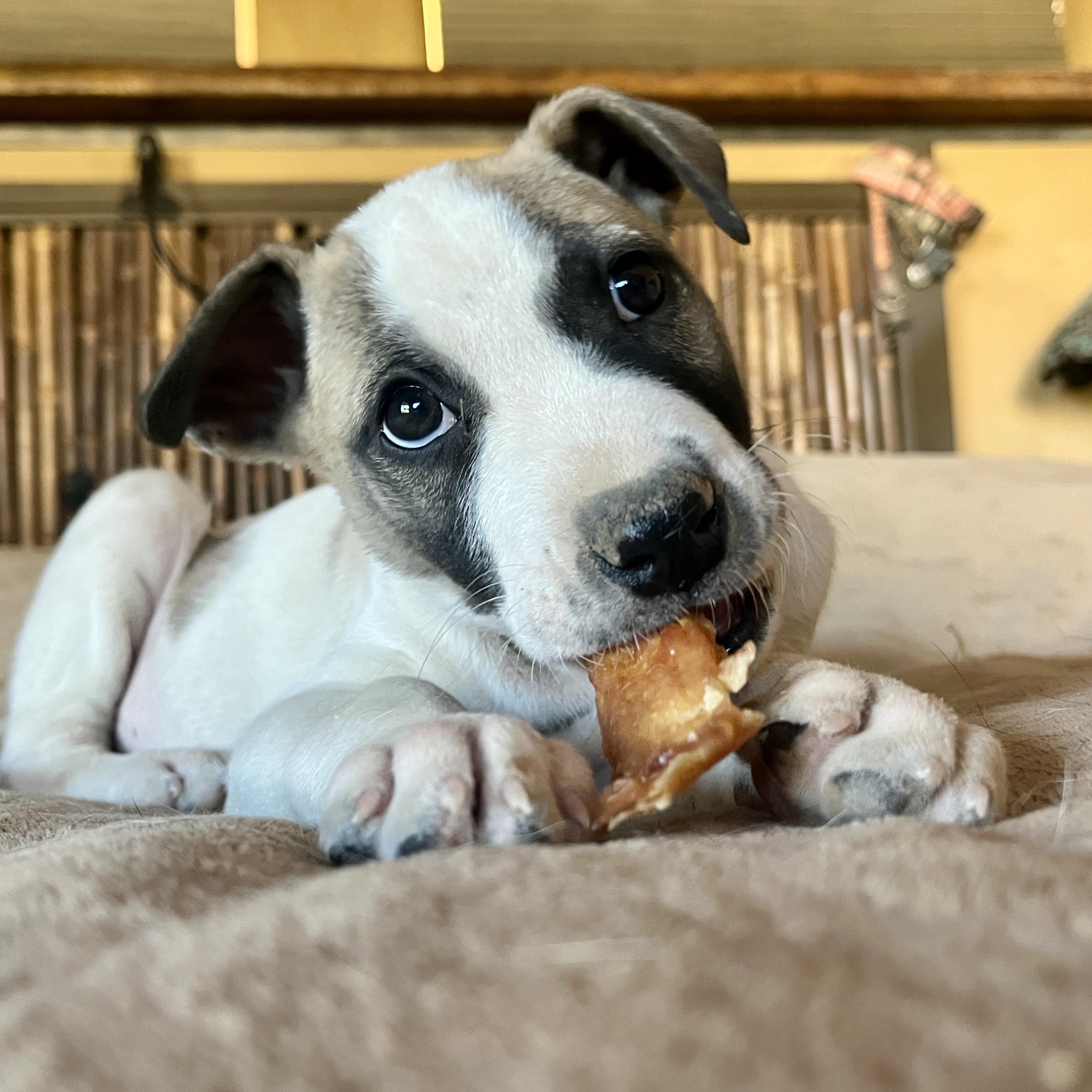 Fillmore, ADOPTABLE, Puppy Male Jack Russell Terrier.