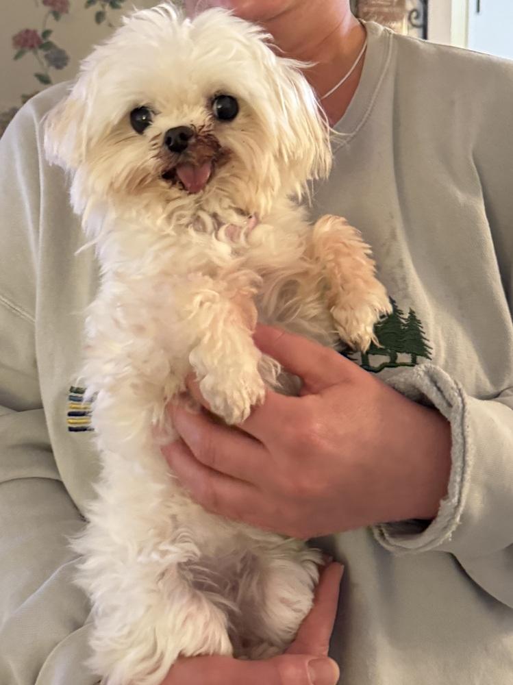 Enlarge Gianni, a Adoptable Maltese in Warrenton, MO image 1/3