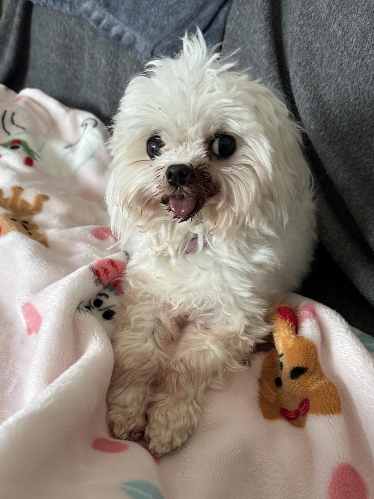 Enlarge Gianni, a Adoptable Maltese in Warrenton, MO image 2/3