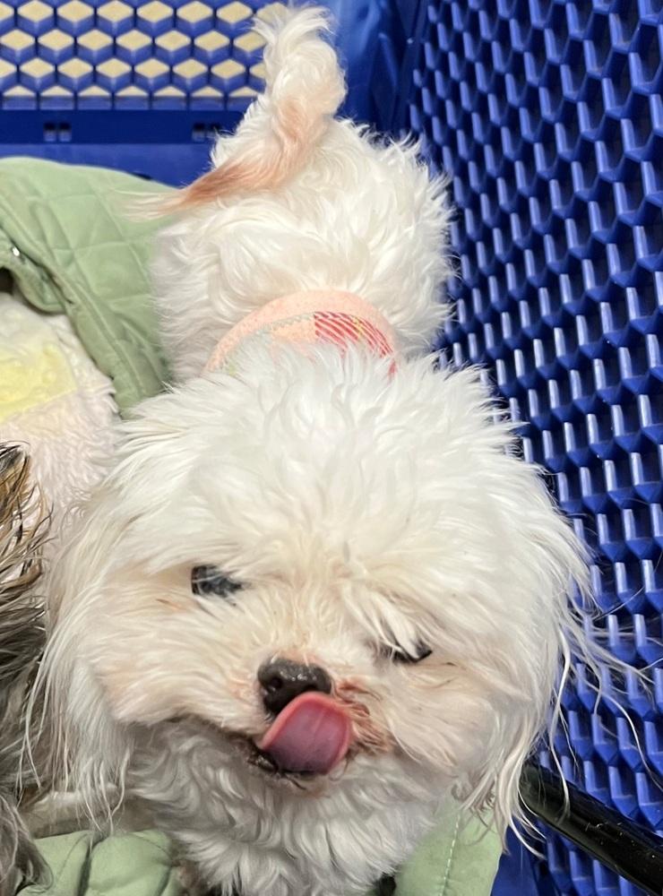 Enlarge Gianni, a Adoptable Maltese in Warrenton, MO image 3/3