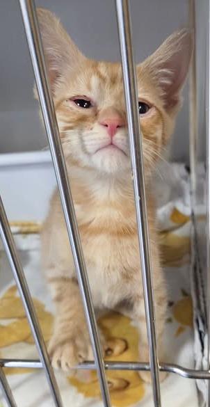 Enlarge Howie, a ADOPTABLE Tabby in Ocean City, NJ image 1/1