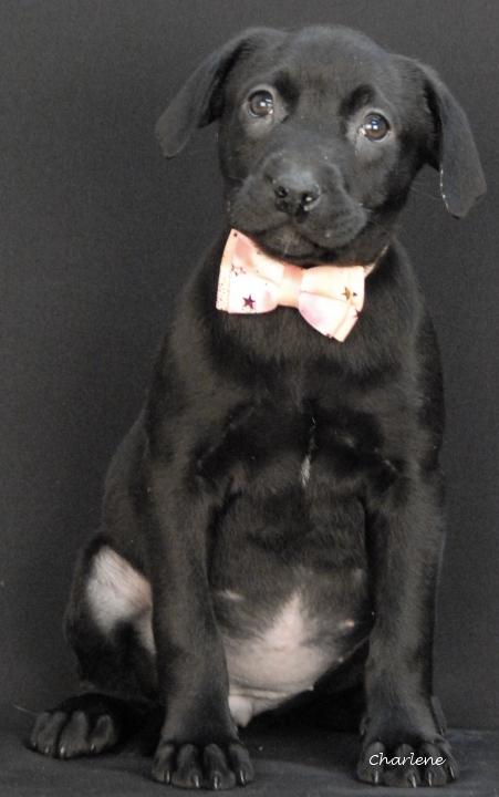 Enlarge Faith, an adoptable Black Labrador Retriever in Newland, NC image 2/3