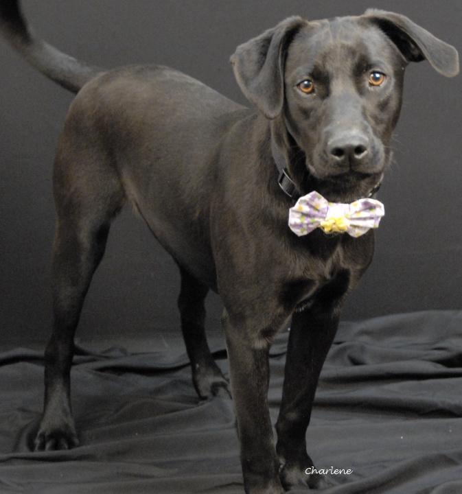 Enlarge Faith, an adoptable Black Labrador Retriever in Newland, NC image 1/3