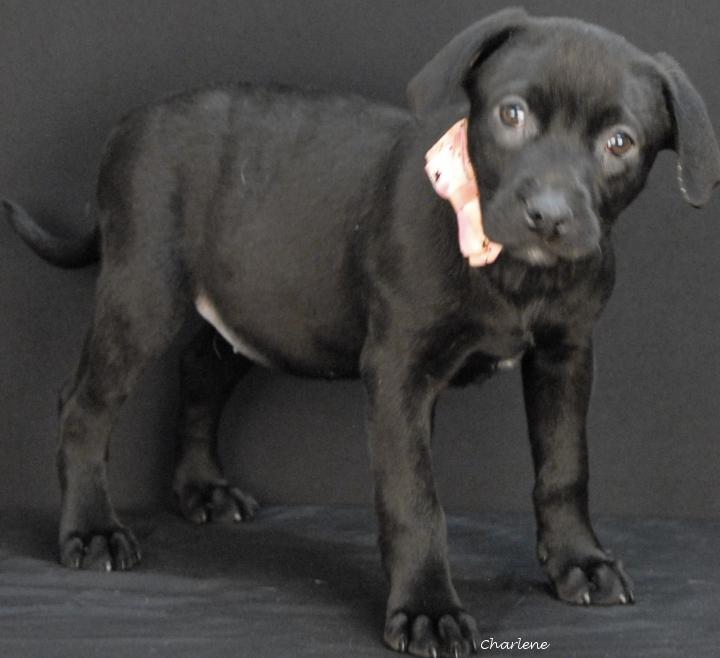 Enlarge Faith, an adoptable Black Labrador Retriever in Newland, NC image 3/3