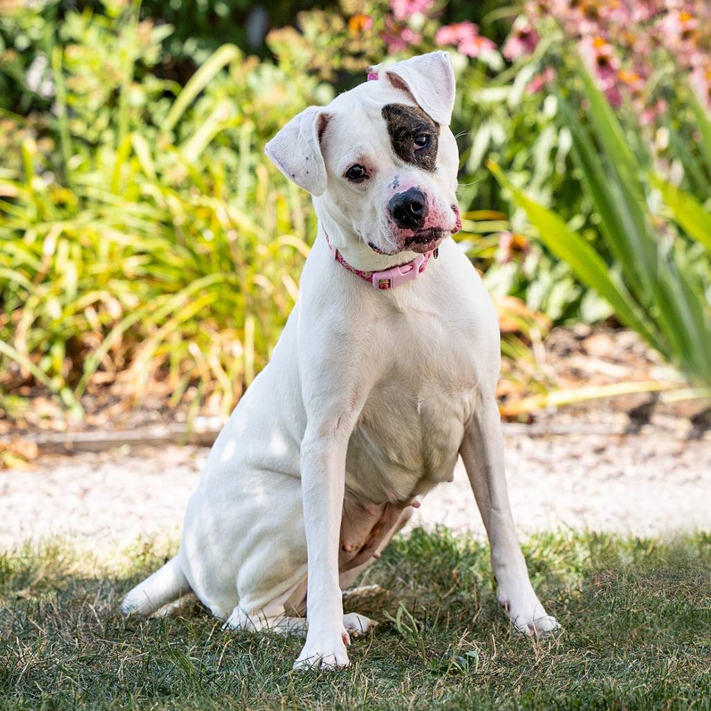 Sapphire, Adoptable, Adult Female Boxer & Mixed Breed.