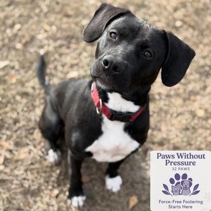 Derpy, Adoptable, Young Male Mixed Breed & Mixed Breed.