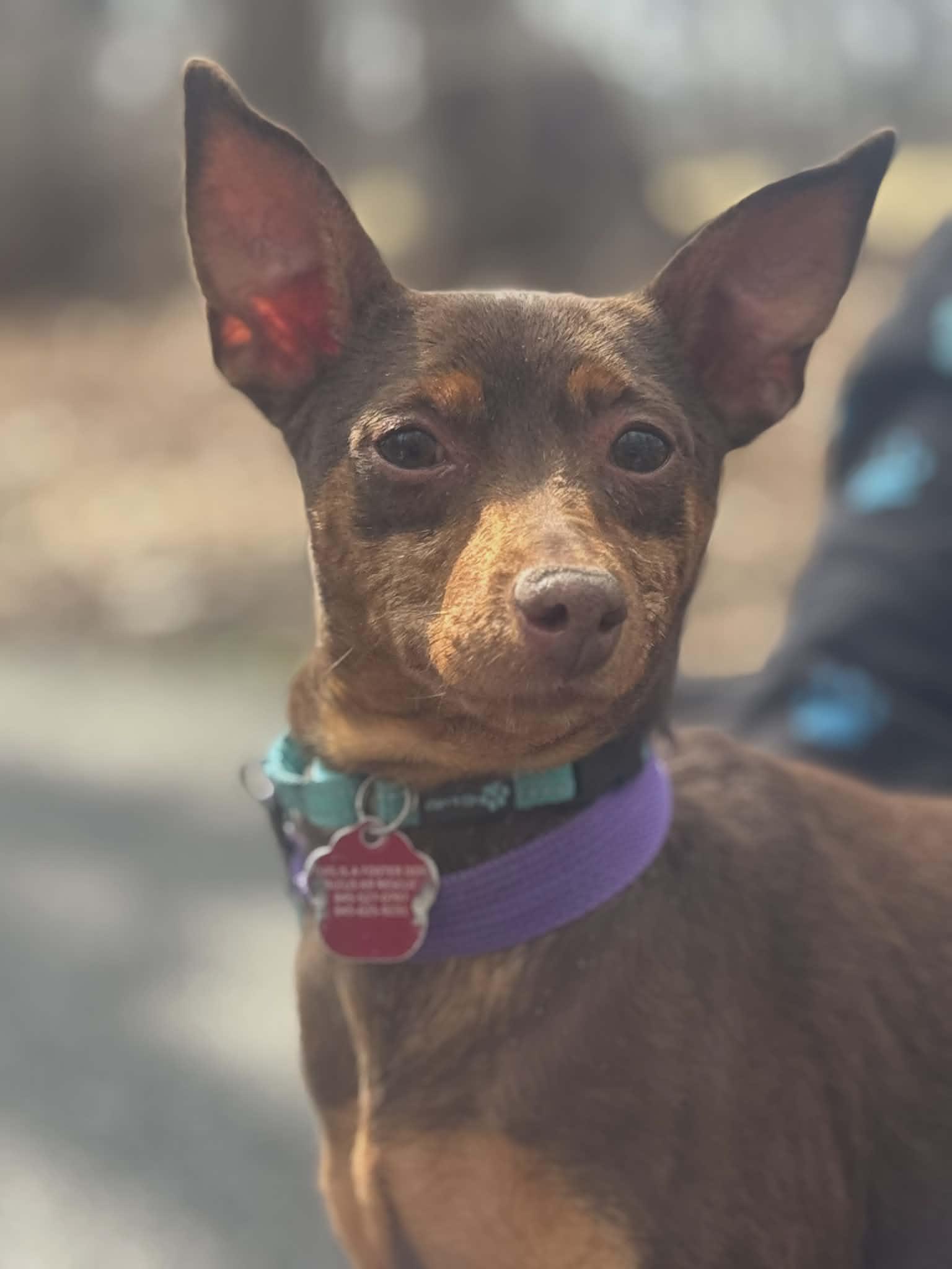 Lola, ADOPTABLE, Adult Female Miniature Pinscher.