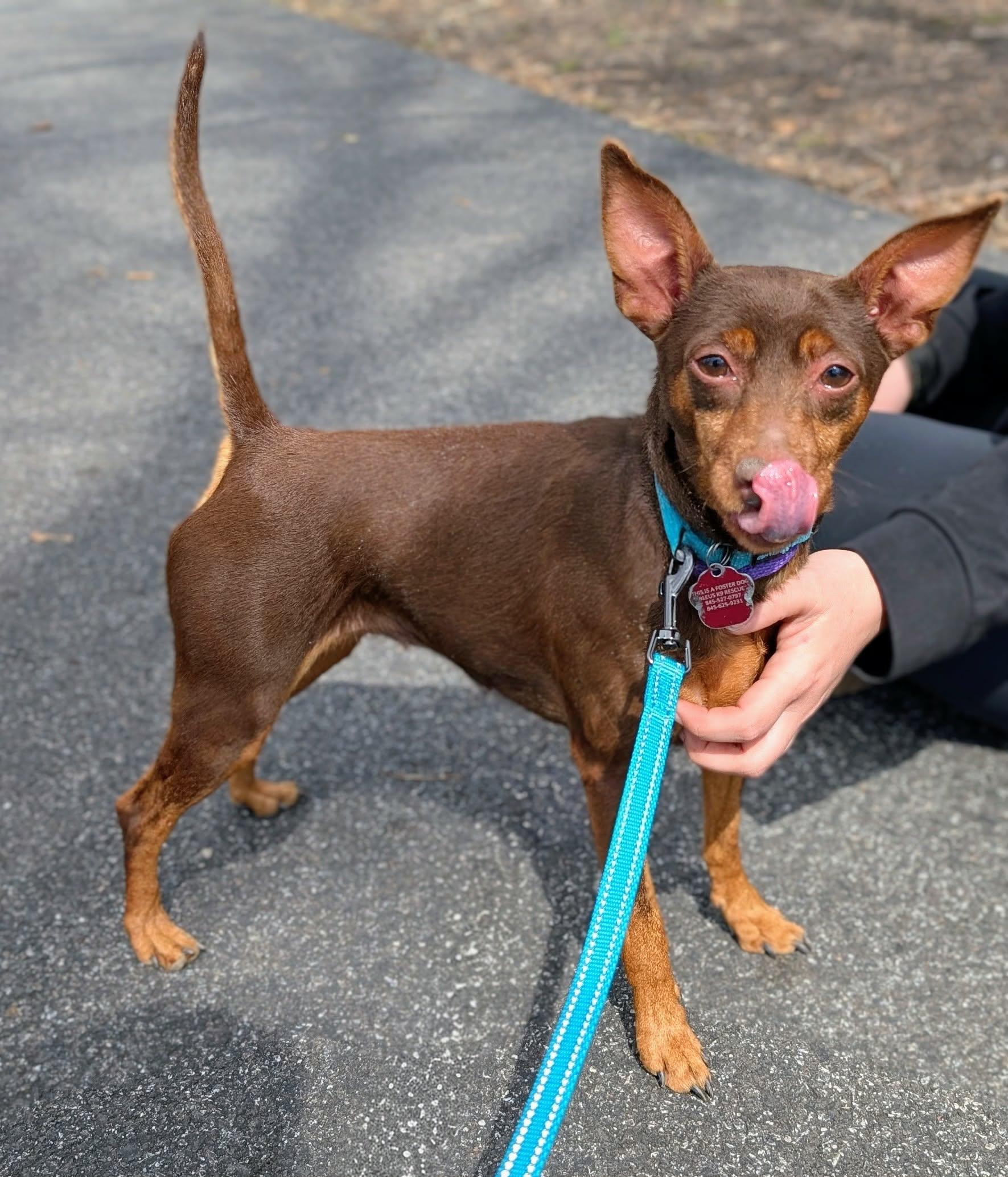 Enlarge Lola, a ADOPTABLE Miniature Pinscher in Maybrook, NY image 4/4