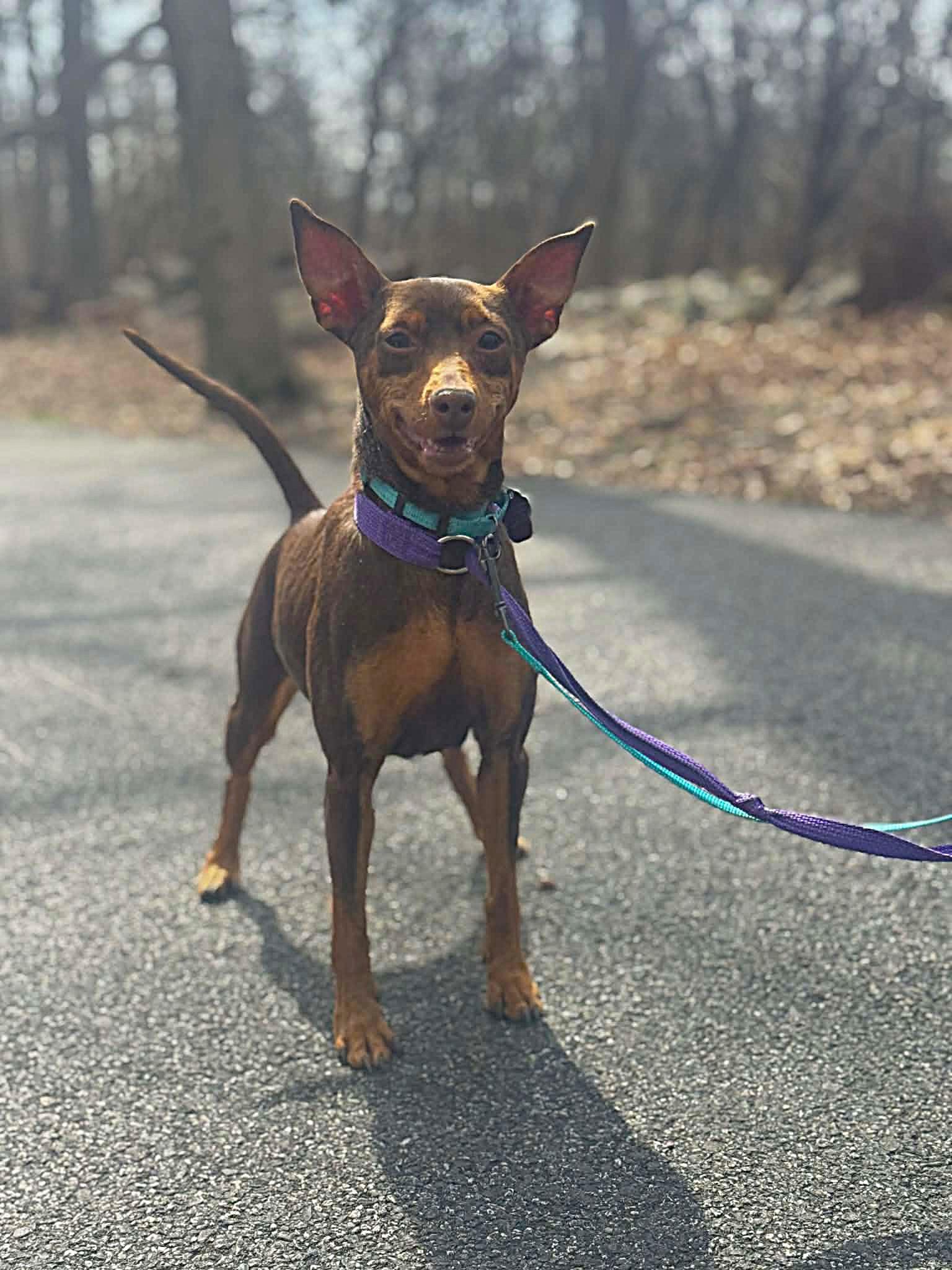 Enlarge Lola, a ADOPTABLE Miniature Pinscher in Maybrook, NY image 3/4