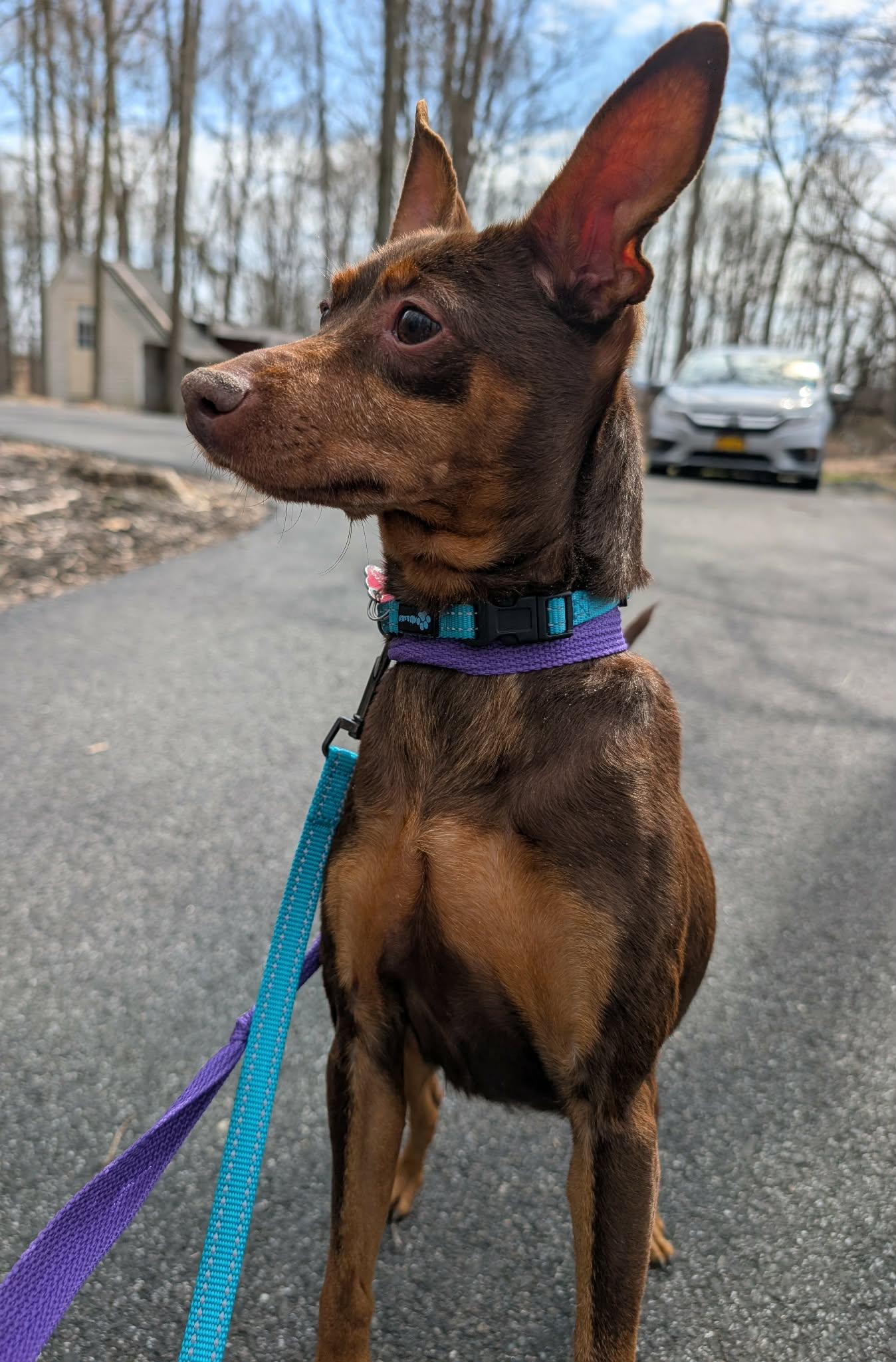 Enlarge Lola, a ADOPTABLE Miniature Pinscher in Maybrook, NY image 2/4