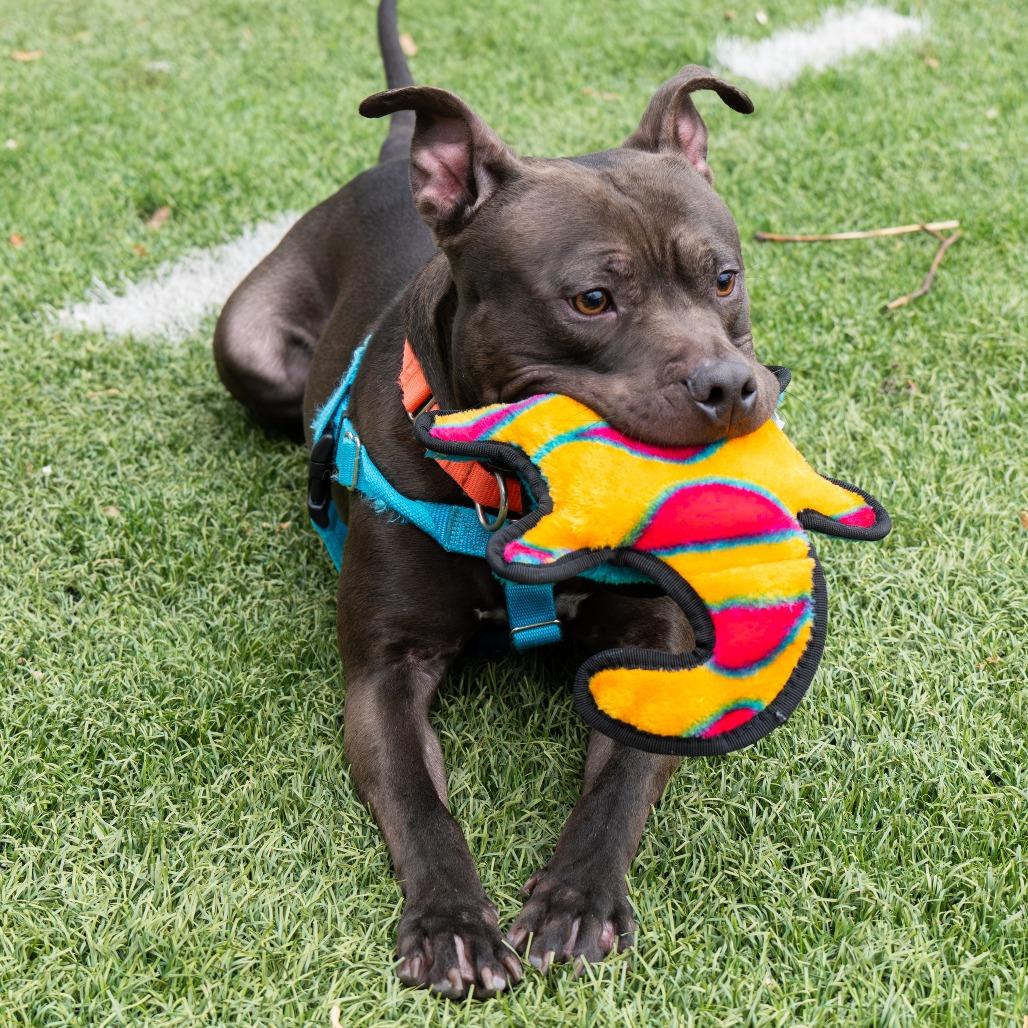 Midnight, Adoptable, Adult Male Pit Bull Terrier.