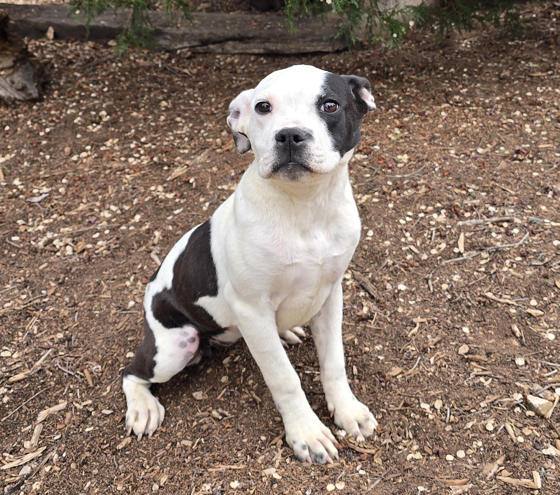 Sweet Lil Sister Pepper ~ DARLING Pup !, adopted, Puppy Female American Staffordshire Terrier.