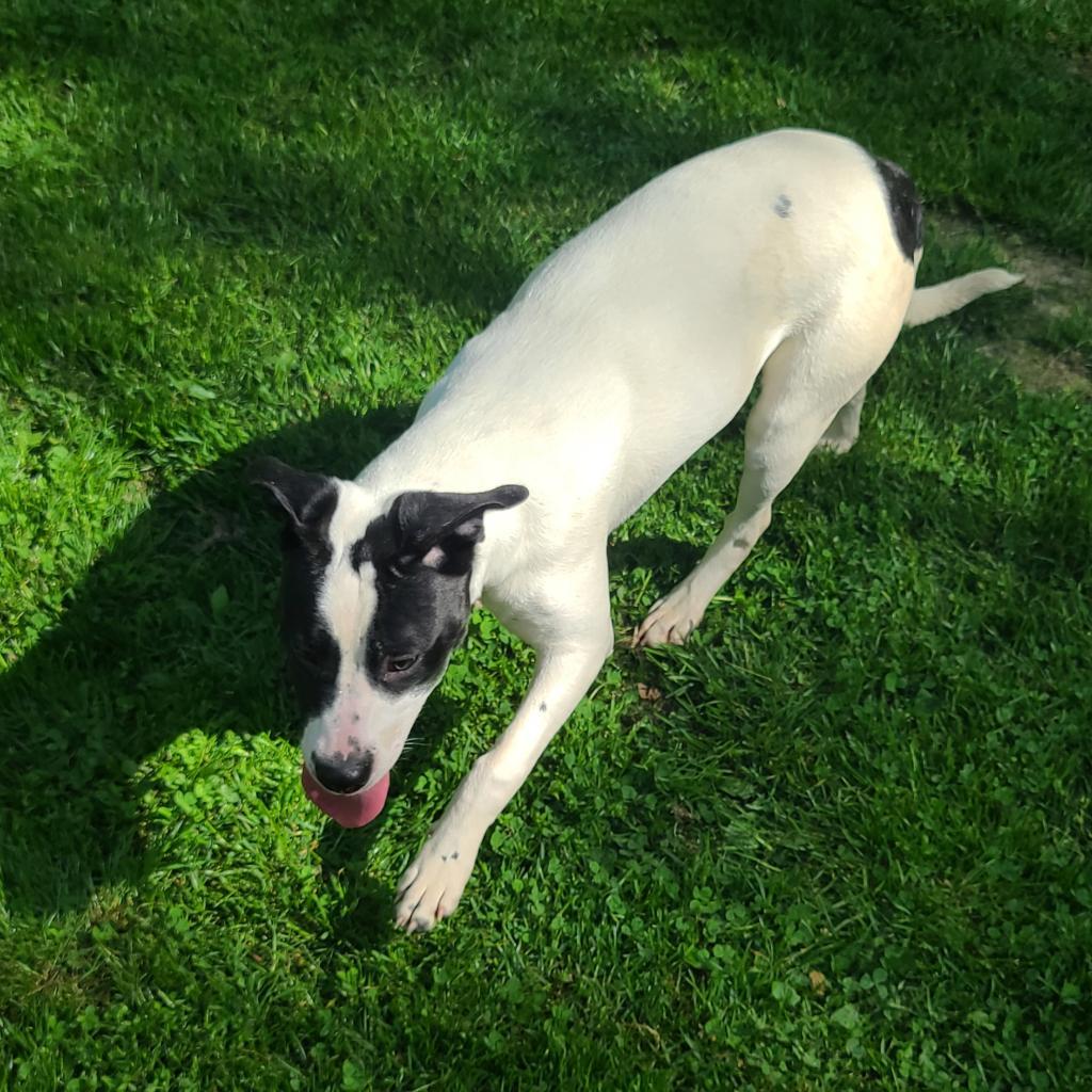 Enlarge Tessa, a Adoptable mixed breed in La Plata, MD image 1/4