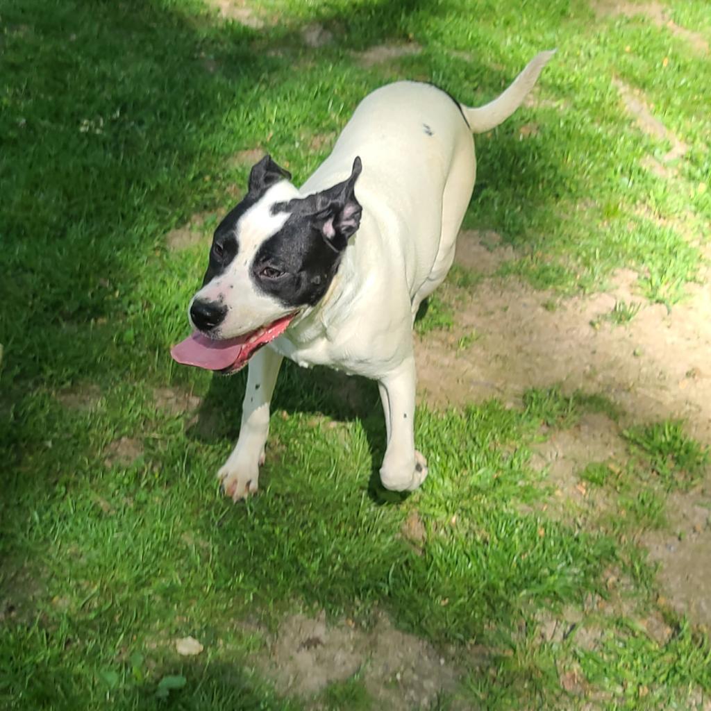 Enlarge Tessa, a Adoptable mixed breed in La Plata, MD image 2/4