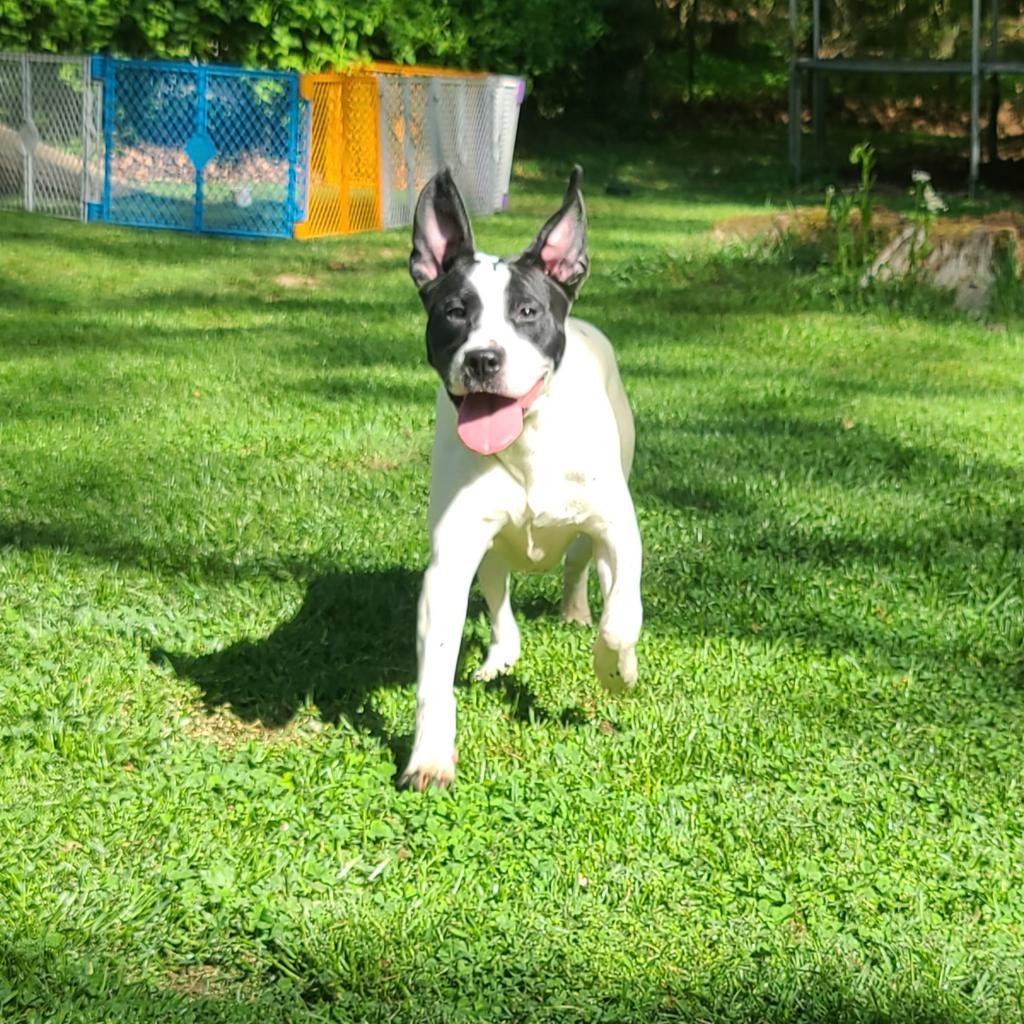 Enlarge Tessa, a Adoptable mixed breed in La Plata, MD image 4/4