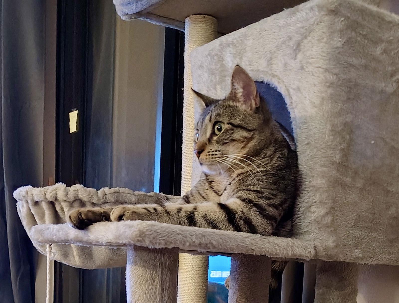 Enlarge Gigi NC, a Adoptable Domestic Short Hair in Satellite Beach, FL image 1/3