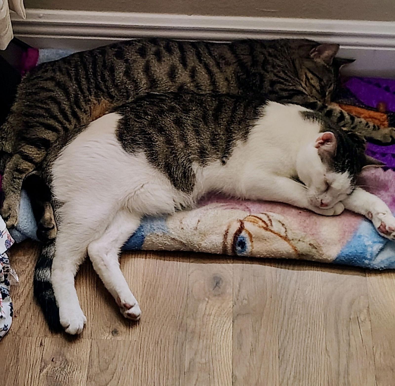 Enlarge Gigi NC, a Adoptable Domestic Short Hair in Satellite Beach, FL image 2/3