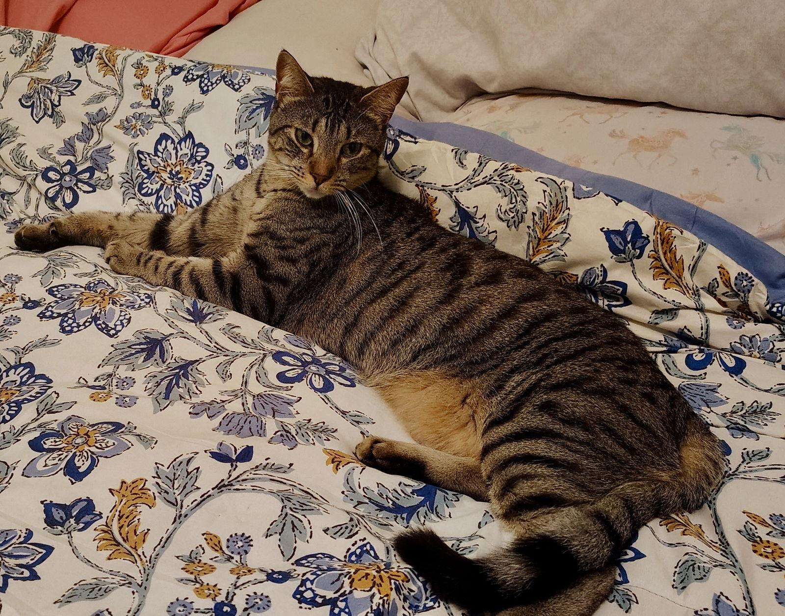 Enlarge Gigi NC, a Adoptable Domestic Short Hair in Satellite Beach, FL image 3/3