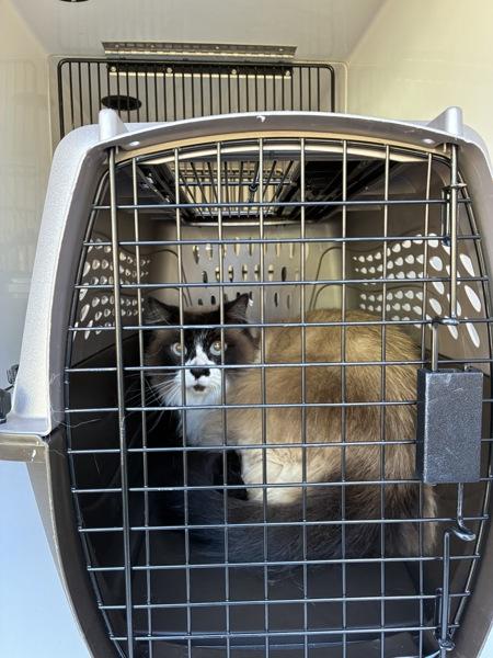Teddy (mcas), Adoptable, Senior Male Siamese.