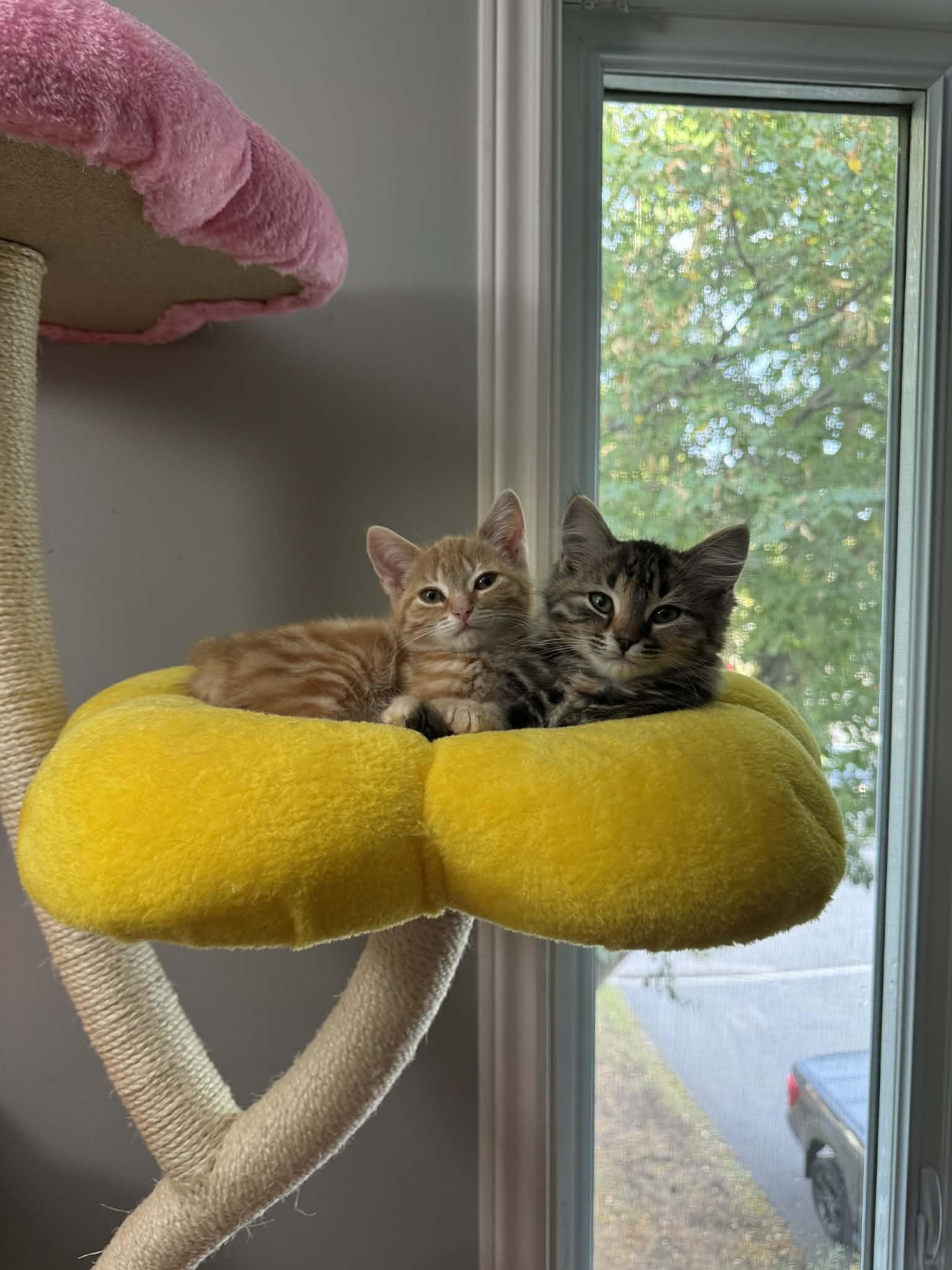 Enlarge Briar & Marigold, a Adoptable Tabby in Orleans, ON image 3/6