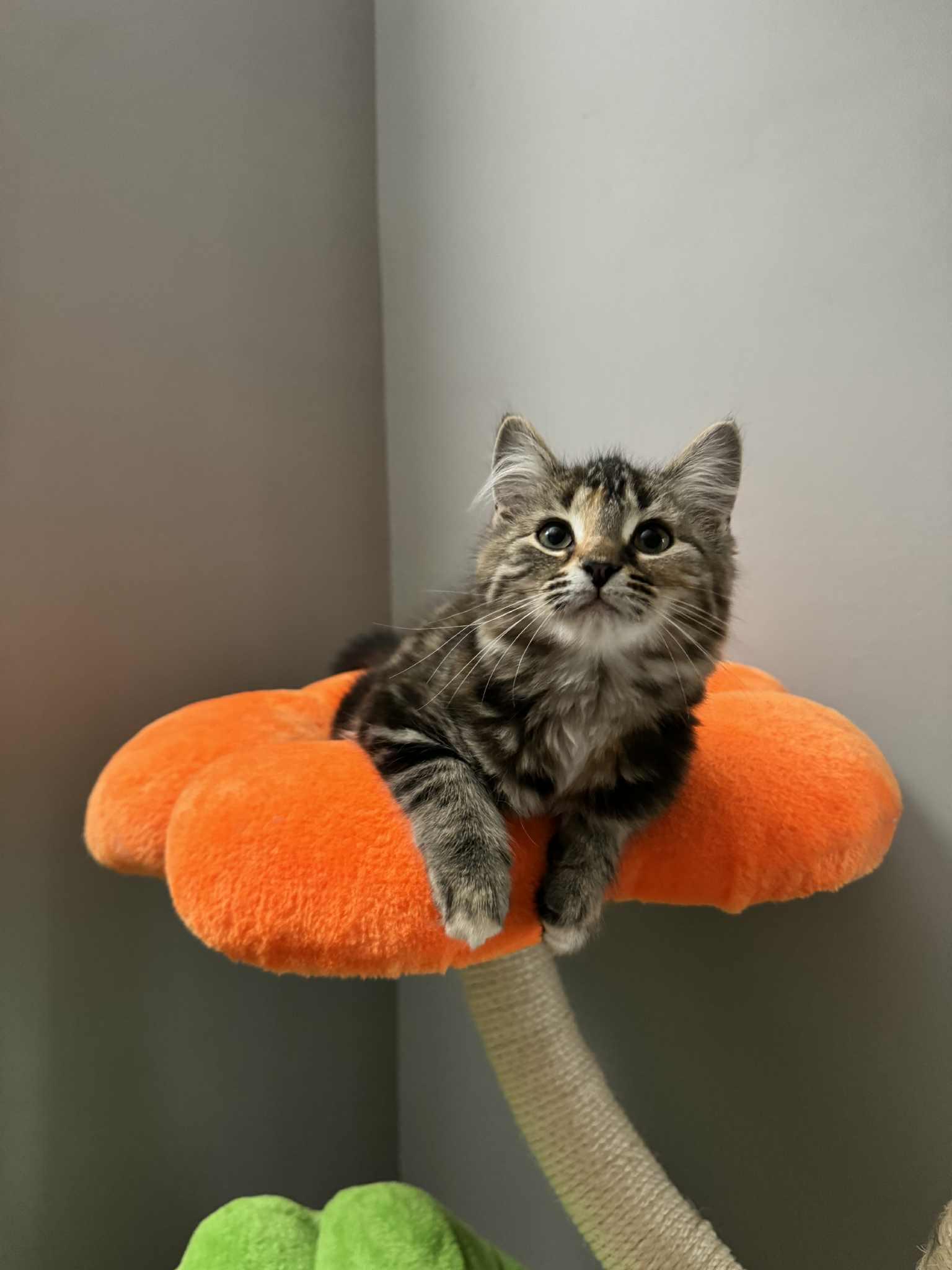 Enlarge Briar & Marigold, a Adoptable Tabby in Orleans, ON image 5/6