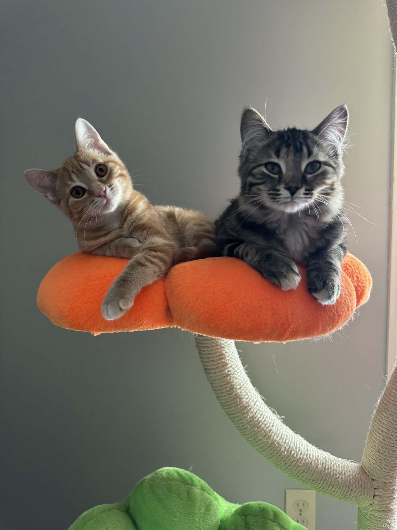 Briar & Marigold, Adoptable, Young Female Tabby.