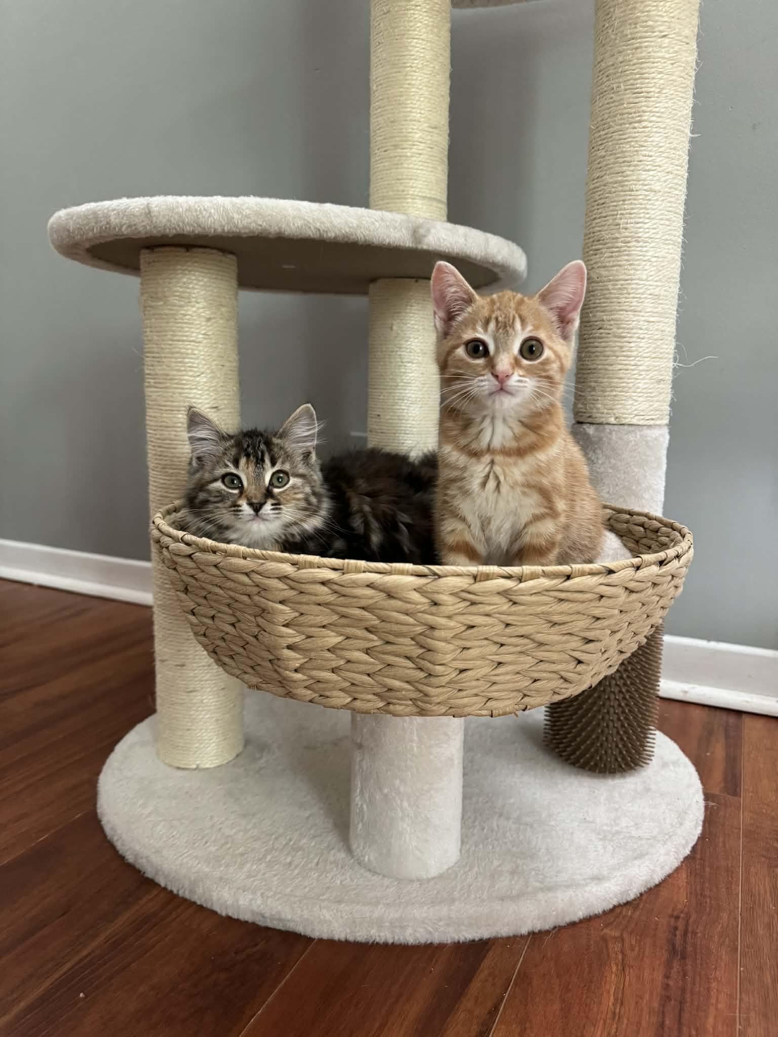 Enlarge Briar & Marigold, a Adoptable Tabby in Orleans, ON image 2/6