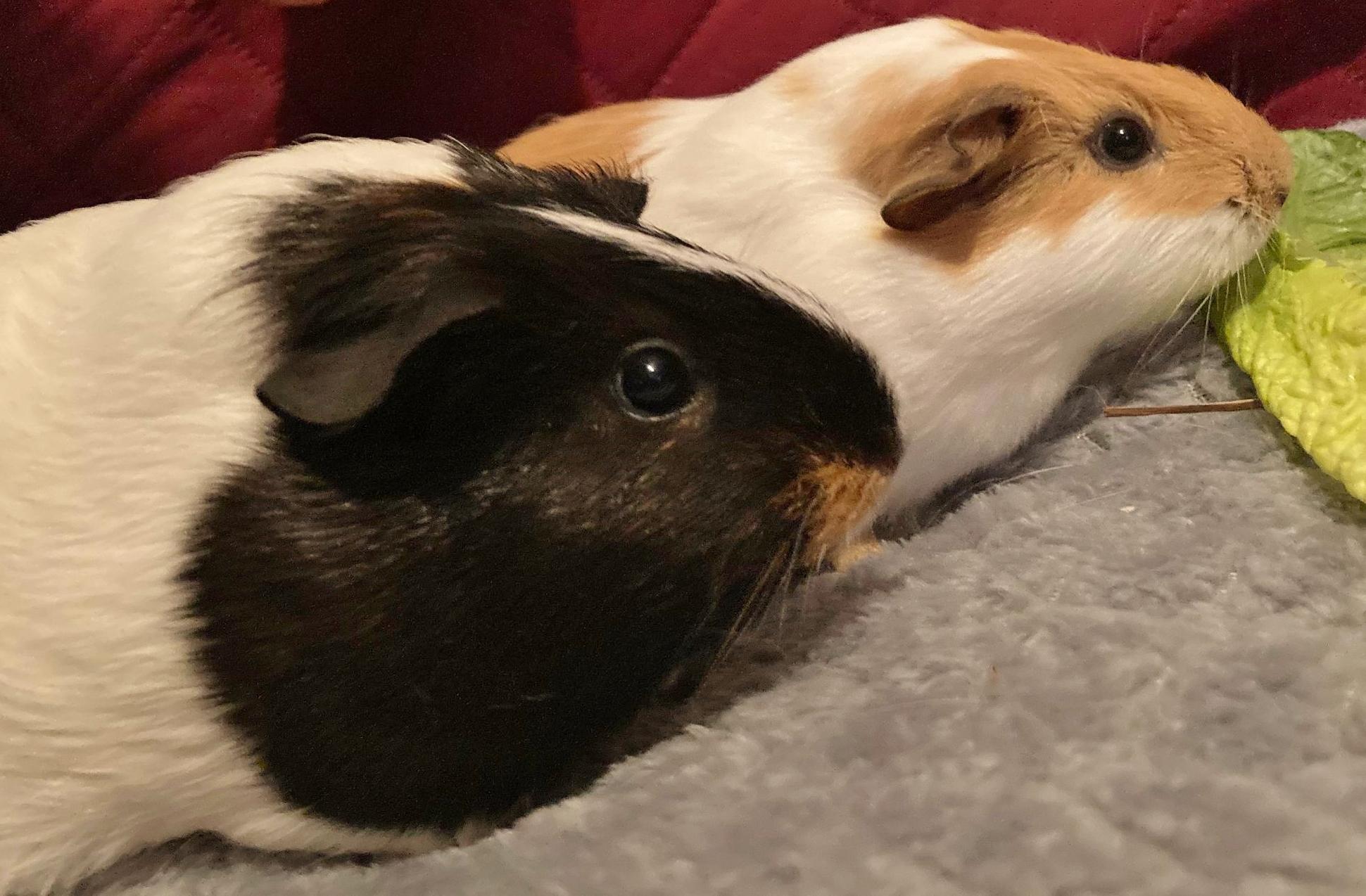 Danie et Emma, a Adoptable Guinea Pig in Chertsey, QC image 1/4