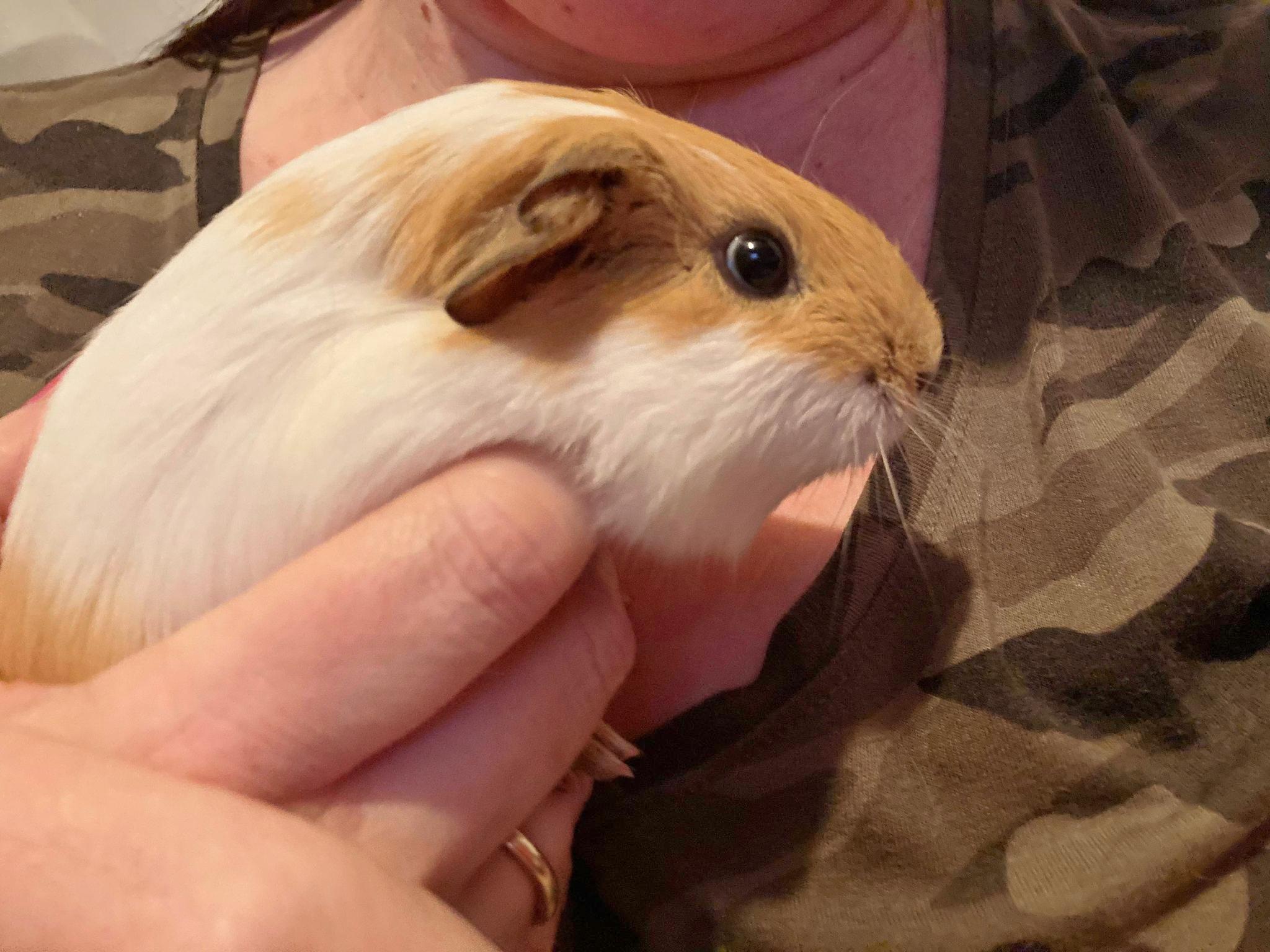 Danie et Emma, a Adoptable Guinea Pig in Chertsey, QC image 2/4