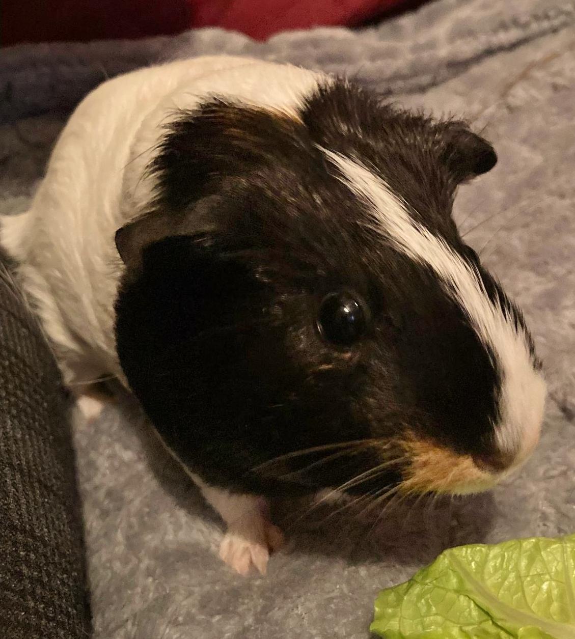 Danie et Emma, a Adoptable Guinea Pig in Chertsey, QC image 3/4
