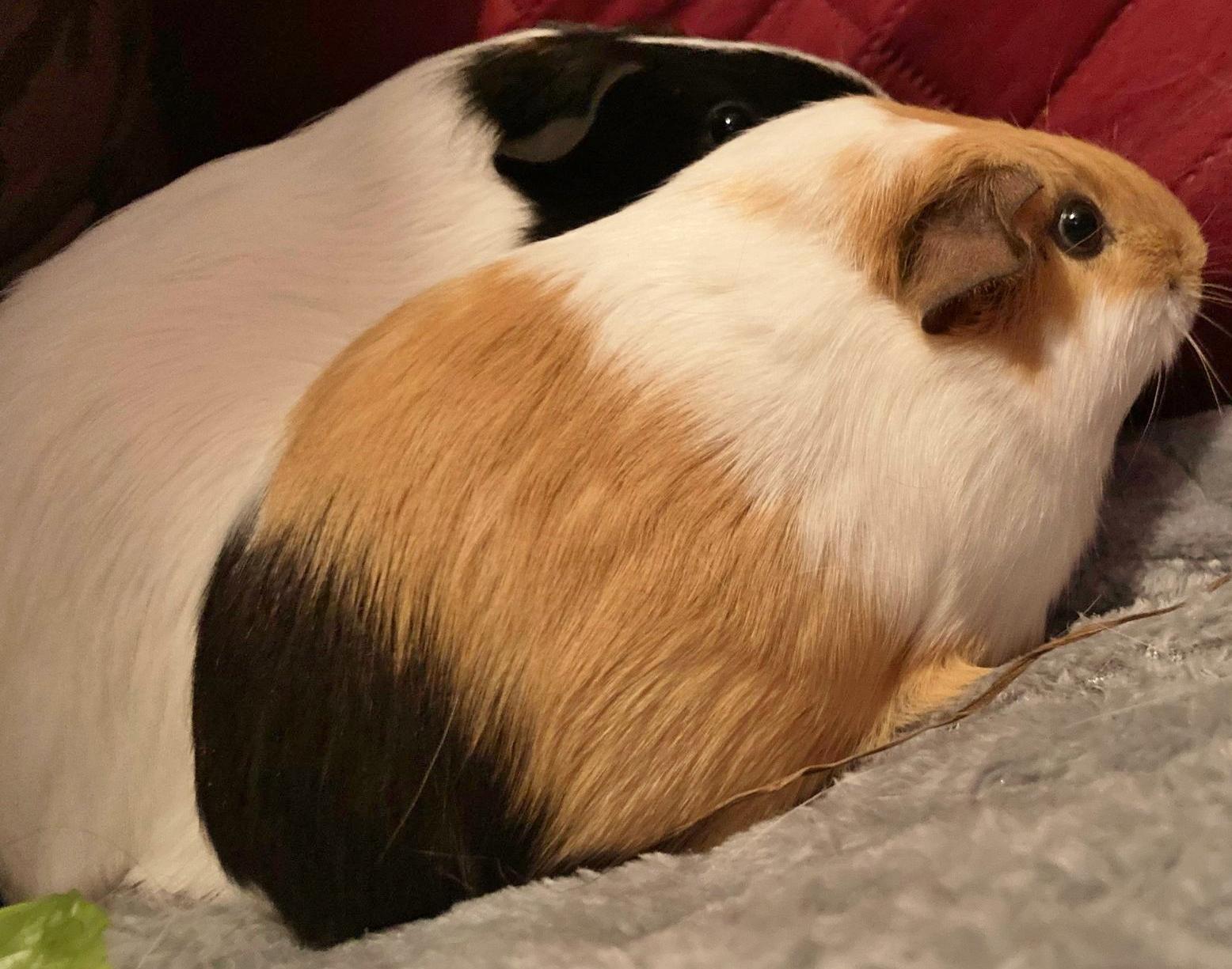 Danie et Emma, a Adoptable Guinea Pig in Chertsey, QC image 4/4