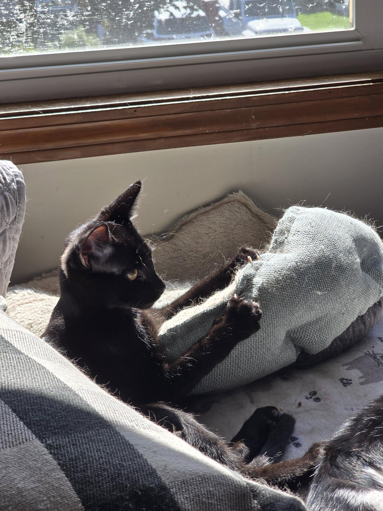 Fritz, Adoptable, Kitten Male Domestic Short Hair.