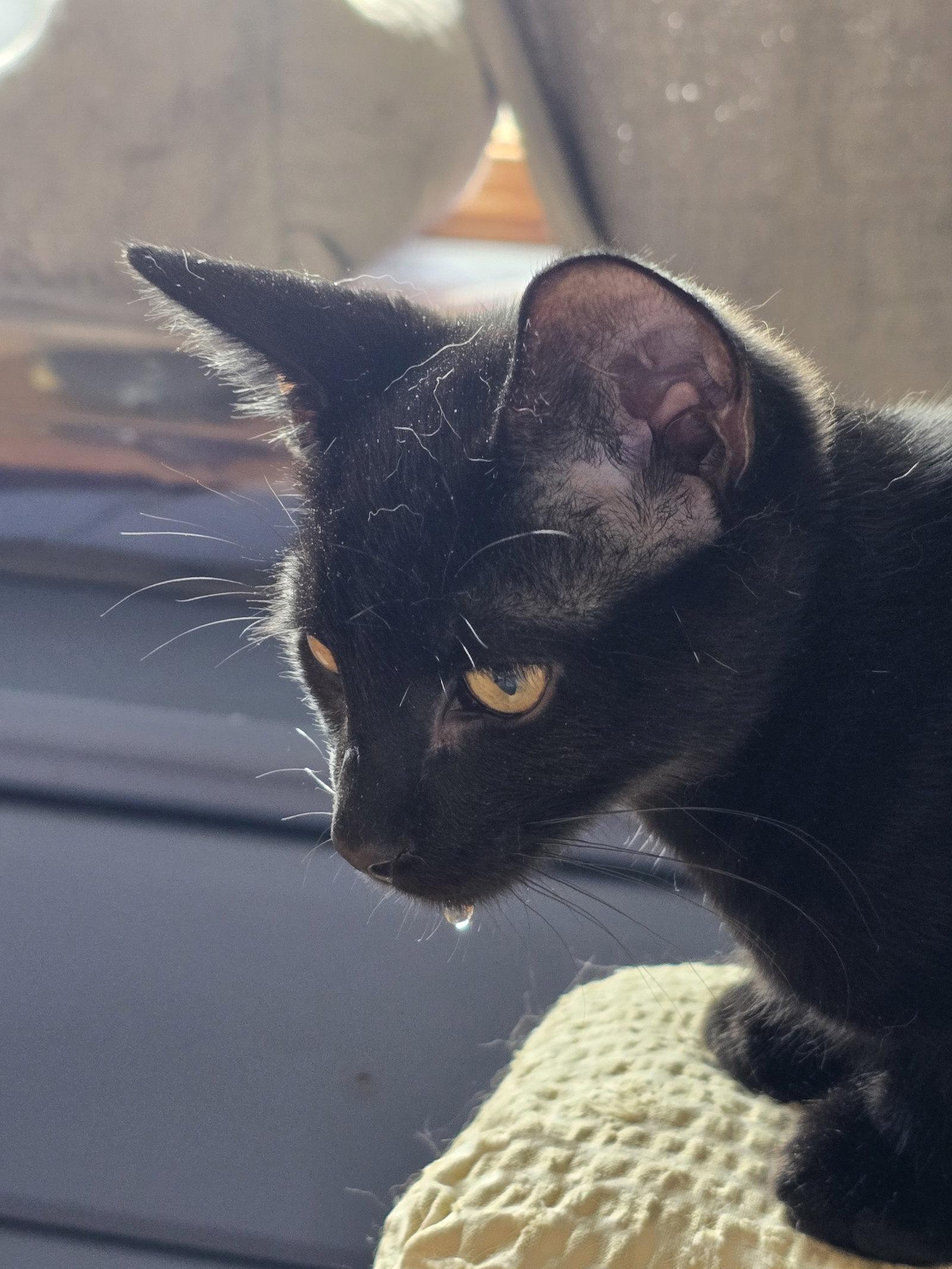 Enlarge Fritz, a Adoptable Domestic Short Hair in Naugatuck, CT image 2/3