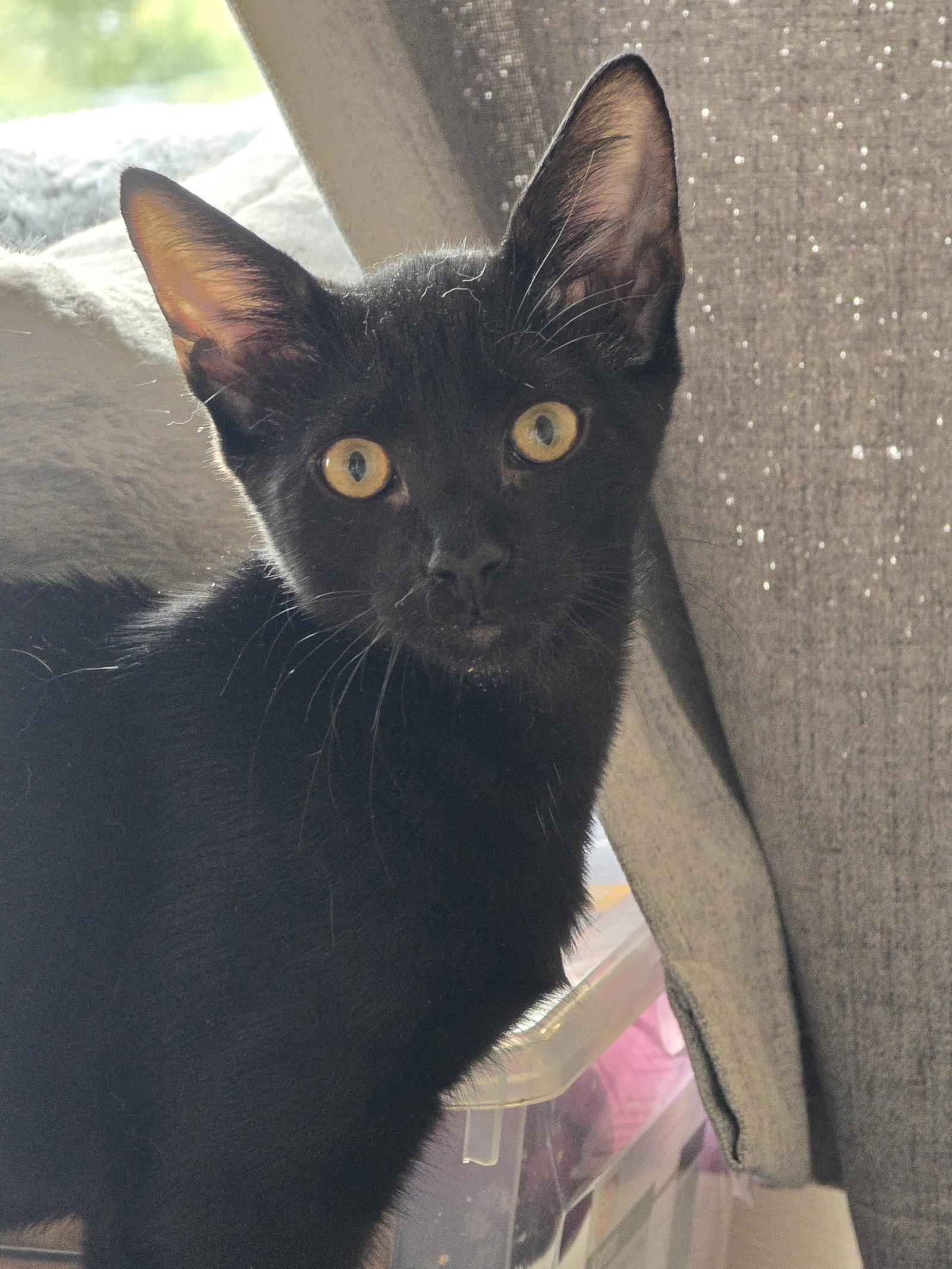 Enlarge Fritz, a Adoptable Domestic Short Hair in Naugatuck, CT image 3/3