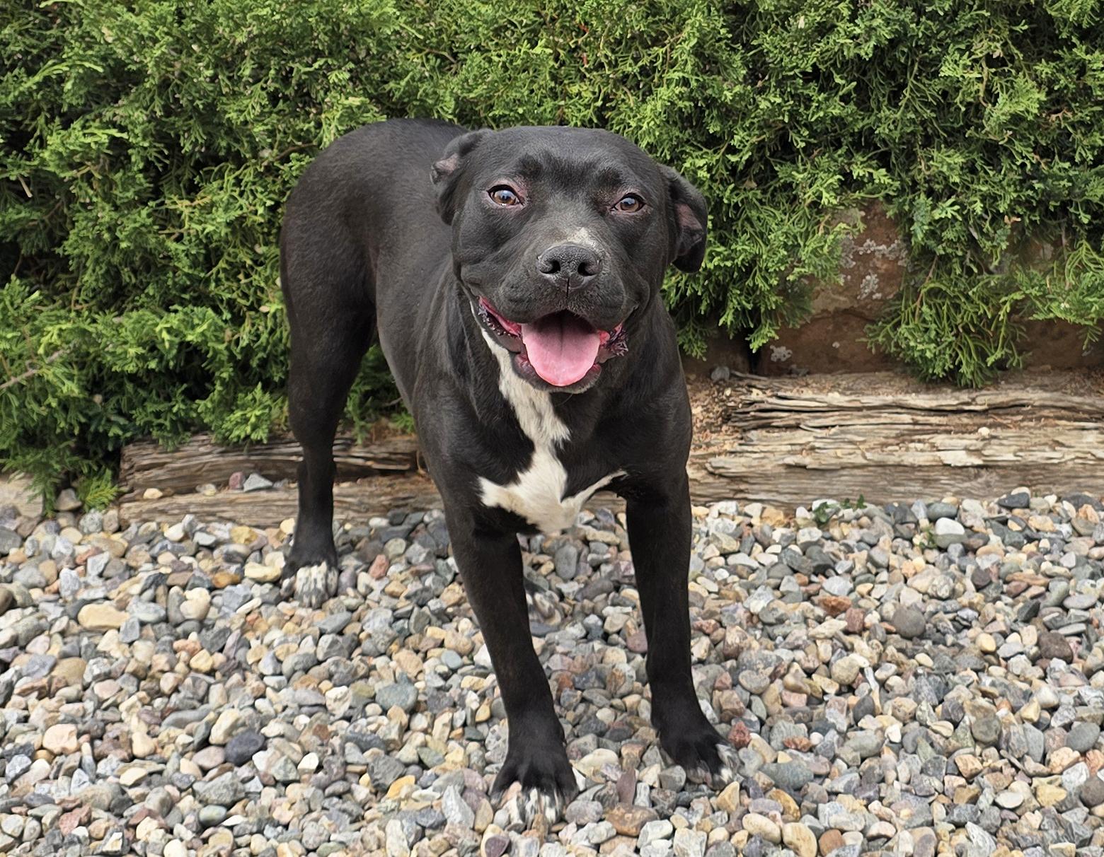 Exotic Ms Ebony - Delightful, a Adoptable American Staffordshire Terrier in Albuquerque, NM image 2/2
