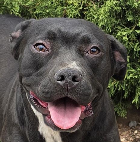 Exotic Ms Ebony - Delightful, Adoptable, Young Female American Staffordshire Terrier.