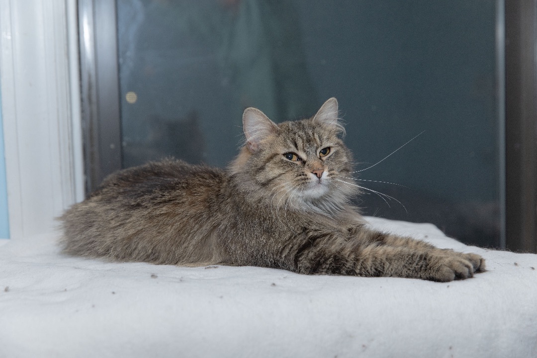 Carolina, Adoptable, Young Female Maine Coon.