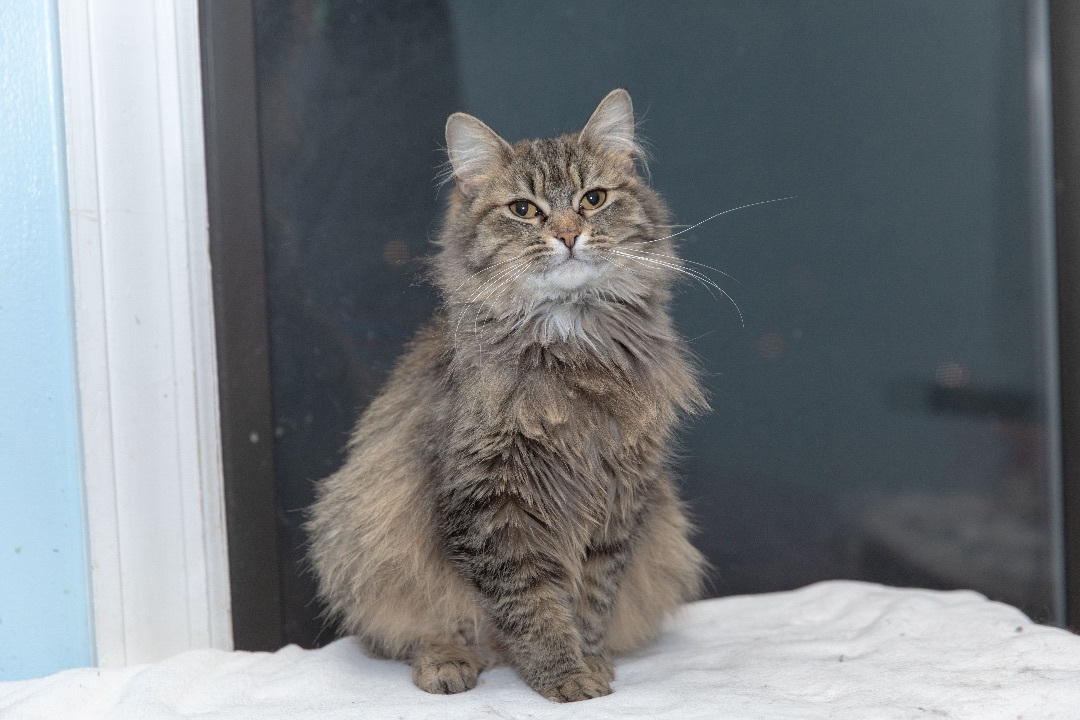Enlarge Carolina, a Adoptable Maine Coon in Chicago, IL image 2/8