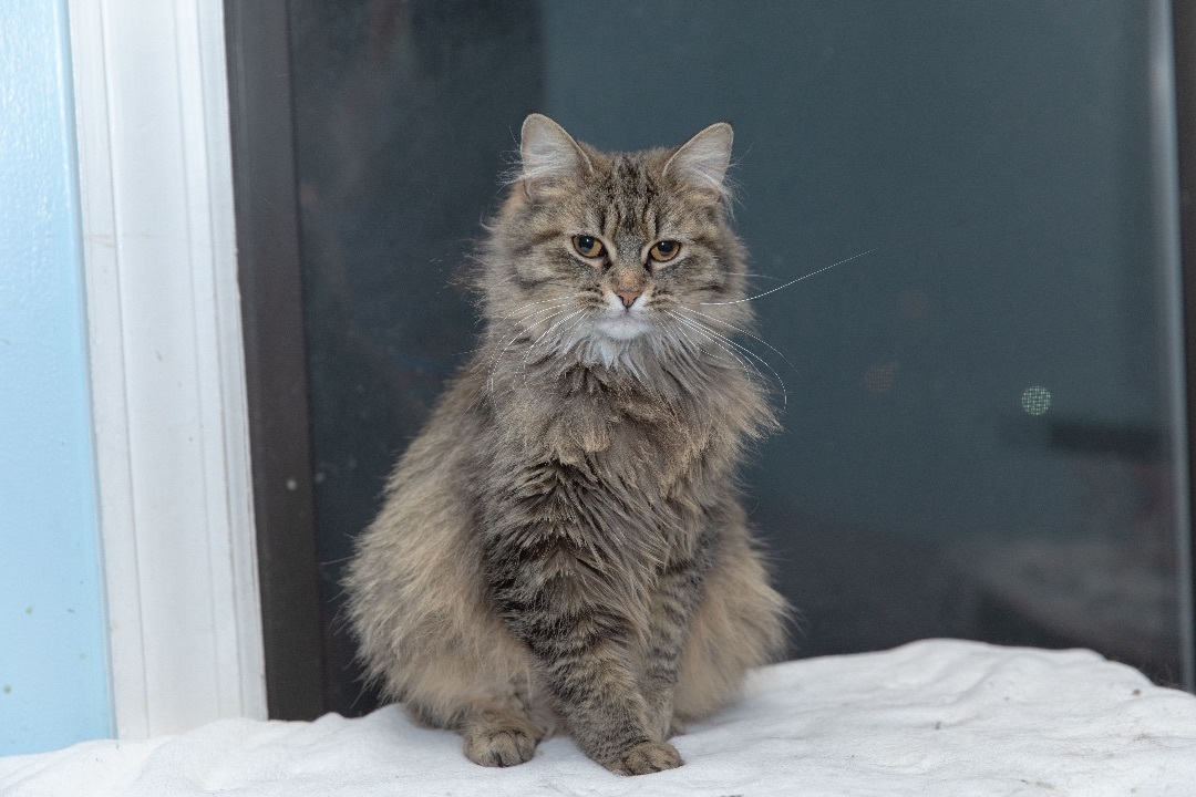 Enlarge Carolina, a Adoptable Maine Coon in Chicago, IL image 3/8
