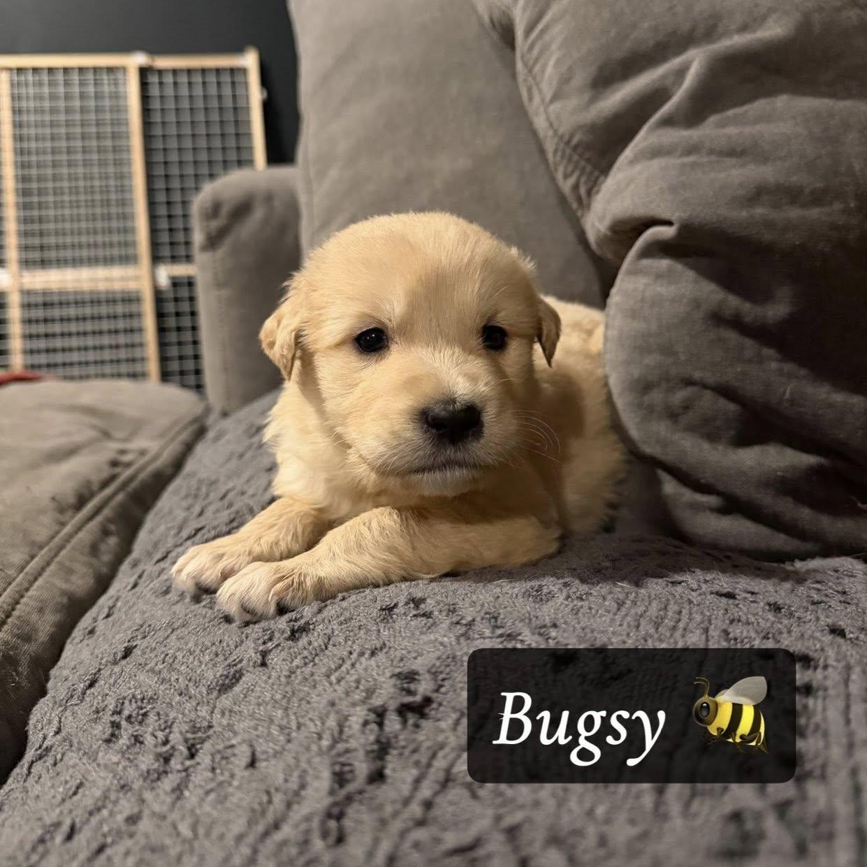 Enlarge Bugsy, an adopted mixed breed in Lemont, IL image 3/3
