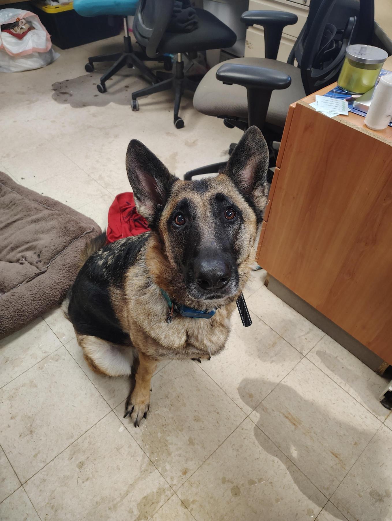 Enlarge Juno, a Adoptable German Shepherd Dog in Midland, MI image 1/1
