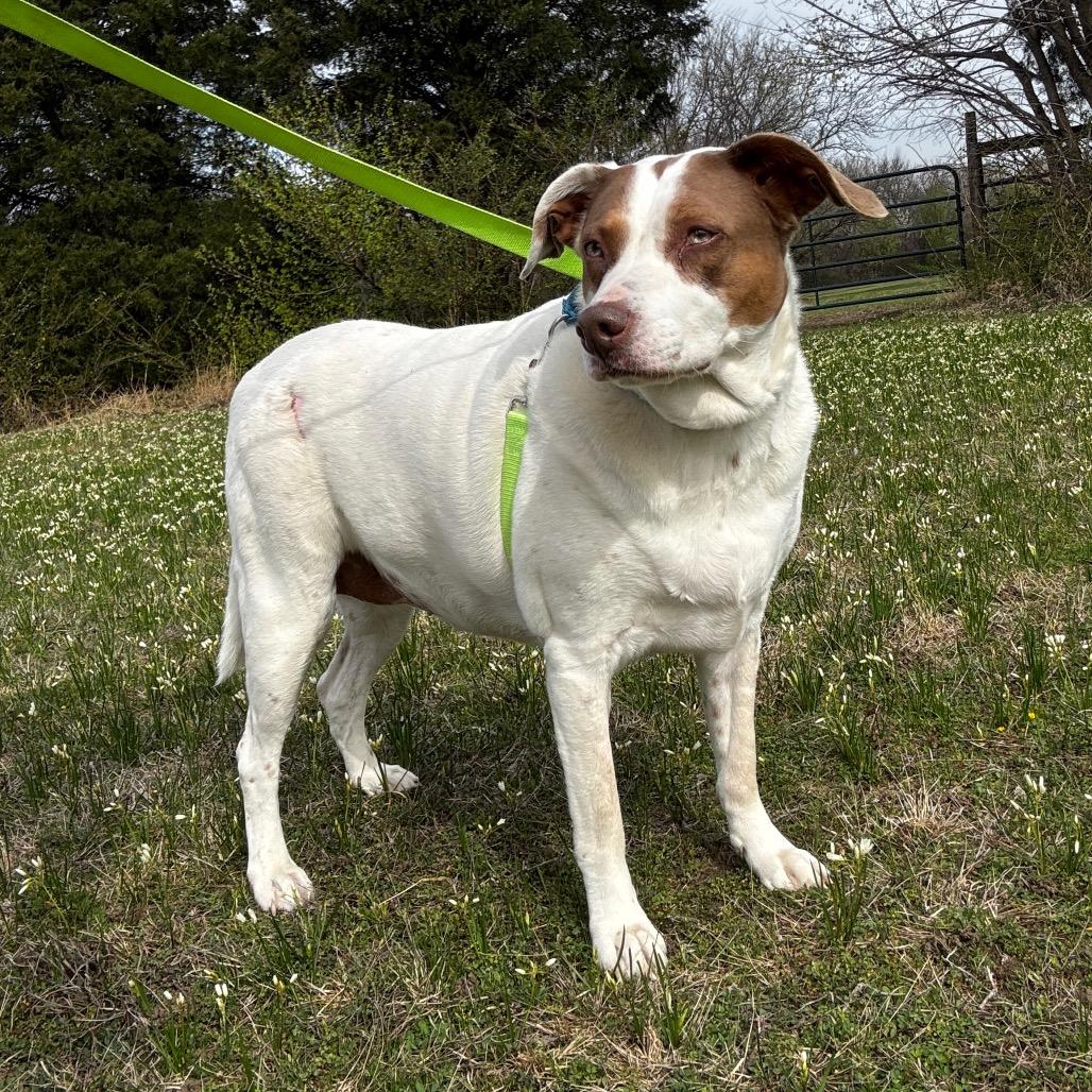 Enlarge Annie, a Adoptable Mixed Breed in Tulsa, OK image 1/6