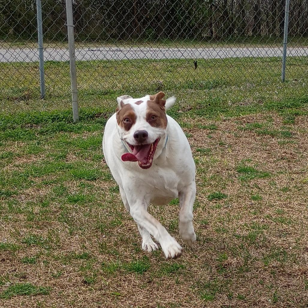 Enlarge Annie, a Adoptable Mixed Breed in Tulsa, OK image 1/6