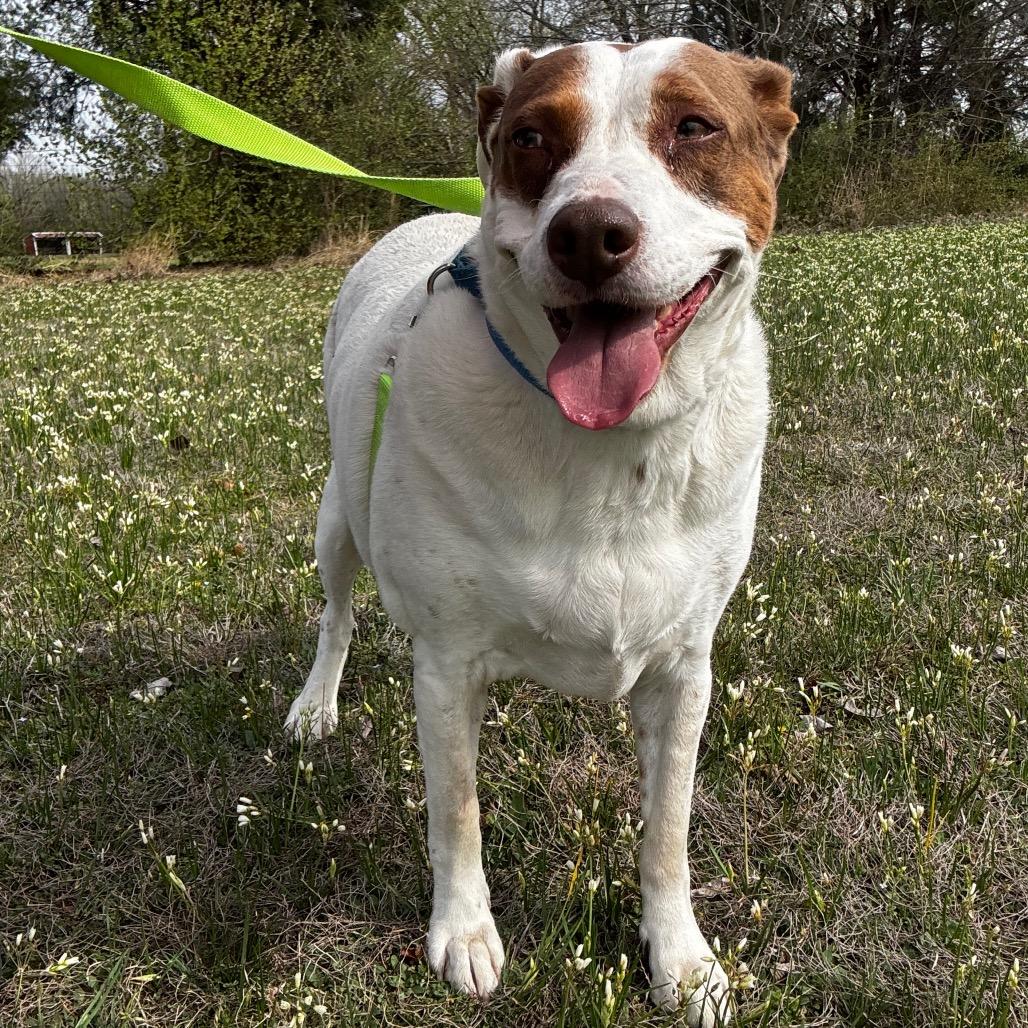 Enlarge Annie, a Adoptable Mixed Breed in Tulsa, OK image 3/6