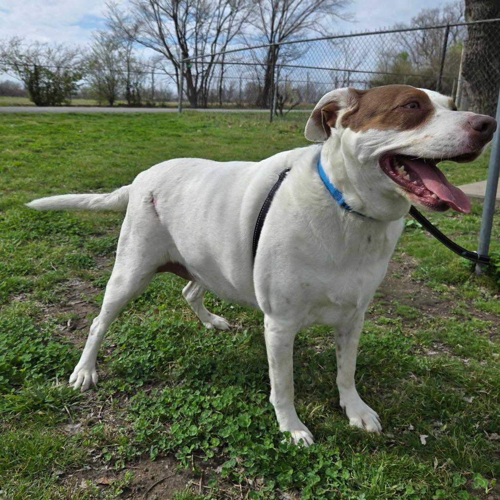 Enlarge Annie, a Adoptable Mixed Breed in Tulsa, OK image 2/6