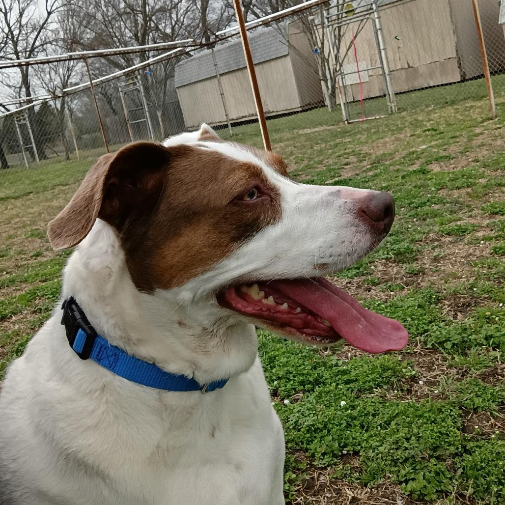 Enlarge Annie, a Adoptable Mixed Breed in Tulsa, OK image 3/6