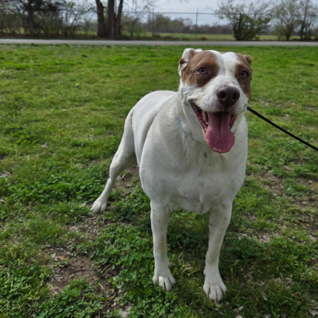 Enlarge Annie, a Adoptable Mixed Breed in Tulsa, OK image 4/6