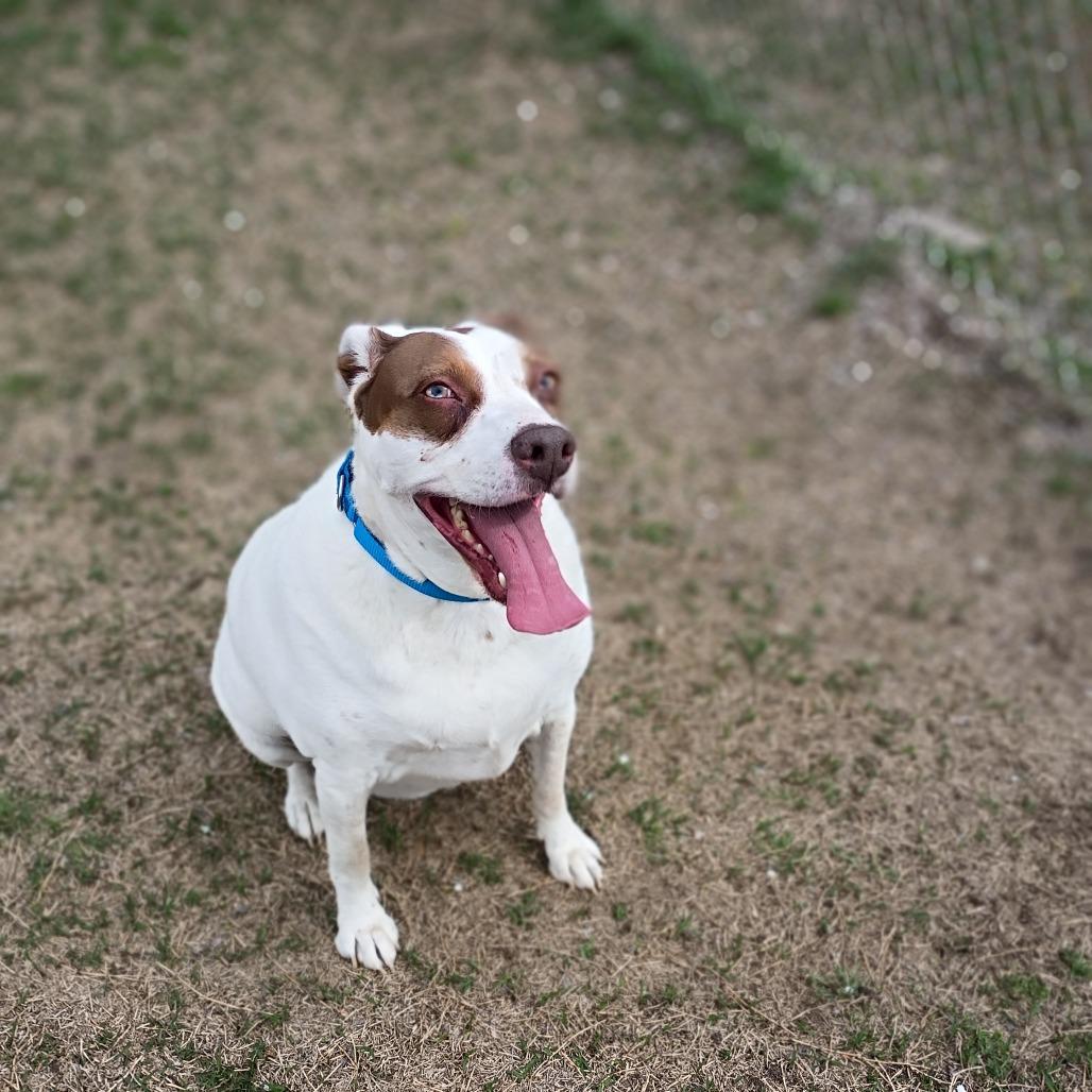 Enlarge Annie, a Adoptable Mixed Breed in Tulsa, OK image 5/6